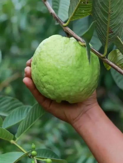 Hybrid-3 Guava Air Layered Healthy Fruit Plant