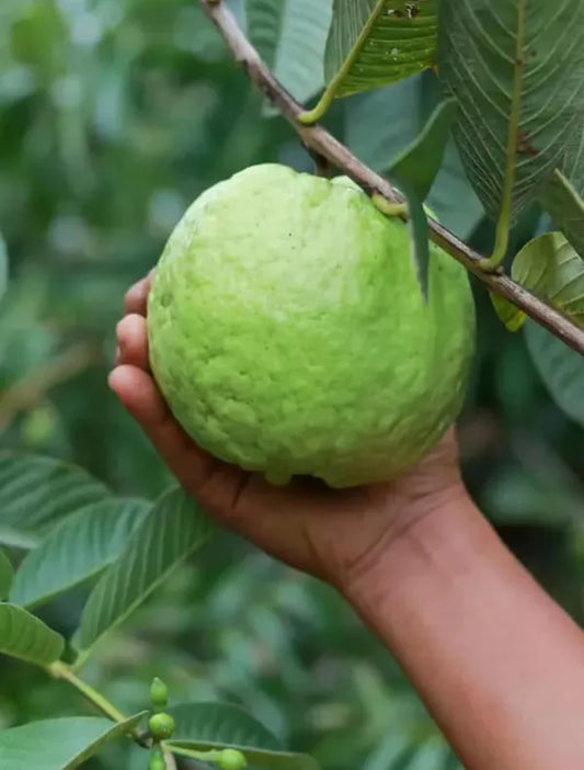 Hybrid-3 Guava Air Layered Healthy Fruit Plant