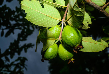 IAC-4 Guava Air Layered Healthy Fruit Plant
