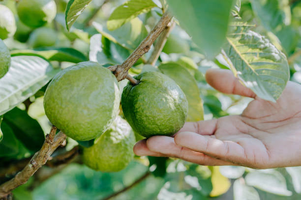 IAC-4 Guava Air Layered Healthy Fruit Plant