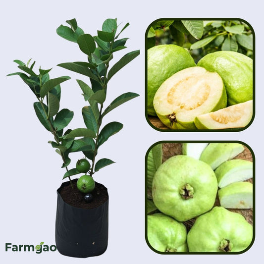 IAC-5 Guava Air Layered Healthy Fruit Plant