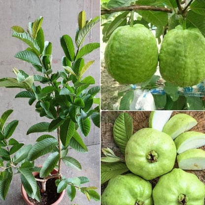 IAC-5 Guava Air Layered Healthy Fruit Plant