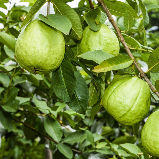 IAC-5 Guava Air Layered Healthy Fruit Plant