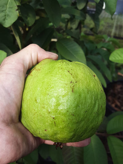 IAC-5 Guava Air Layered Healthy Fruit Plant