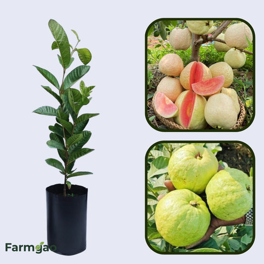 IAC-6 Guava Air Layered Healthy Fruit Plant