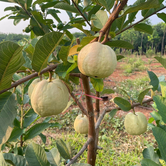 IAC-6 Guava Air Layered Healthy Fruit Plant