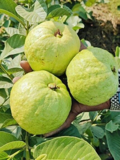 IAC-6 Guava Air Layered Healthy Fruit Plant