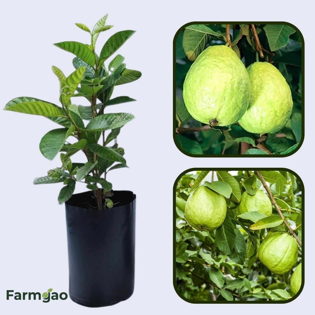 IAC-7 Guava Air Layered Healthy Fruit Plant