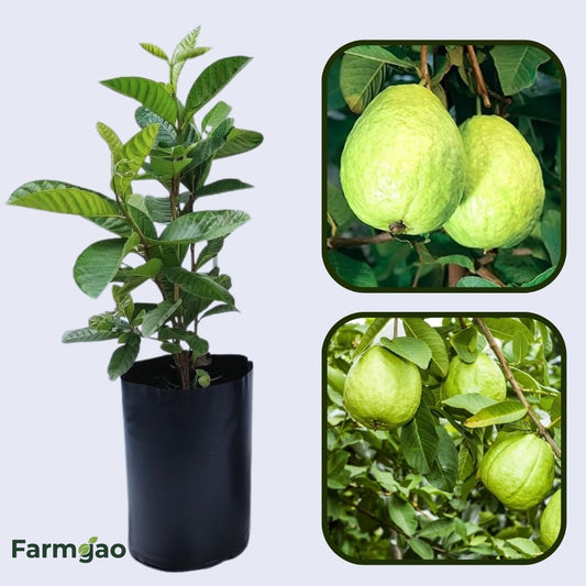 IAC-7 Guava Air Layered Healthy Fruit Plant
