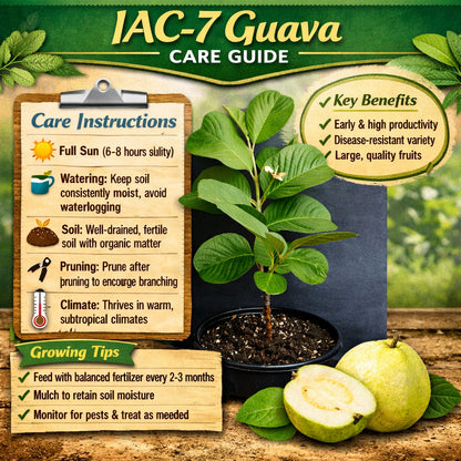 IAC-7 Guava Air Layered Healthy Fruit Plant