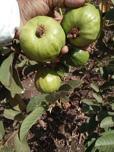 IAC-7 Guava Air Layered Healthy Fruit Plant