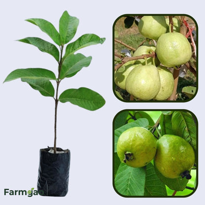 IAC-8 Guava Air Layered Healthy Fruit Plant
