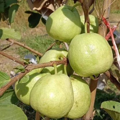 IAC-8 Guava Air Layered Healthy Fruit Plant