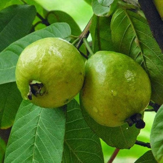 IAC-8 Guava Air Layered Healthy Fruit Plant