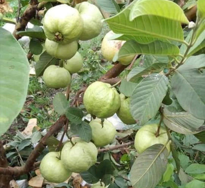 IAC-8 Guava Air Layered Healthy Fruit Plant