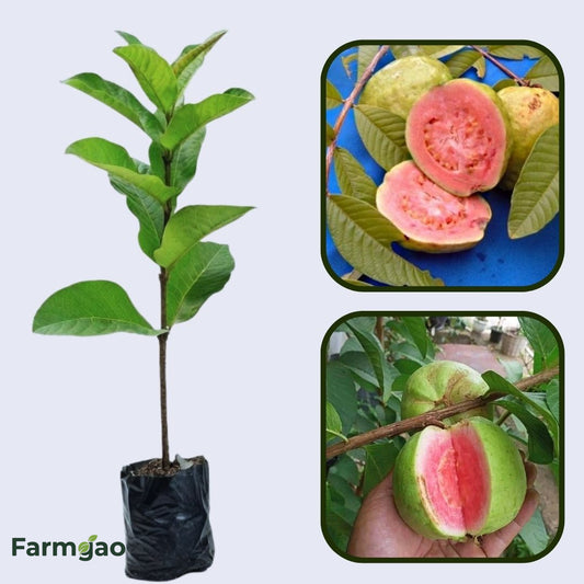 IIHR Pink Guava Air Layered Healthy Fruit Plant