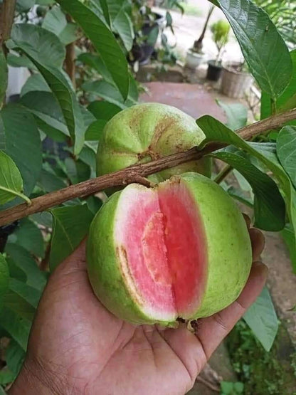IIHR Pink Guava Air Layered Healthy Fruit Plant