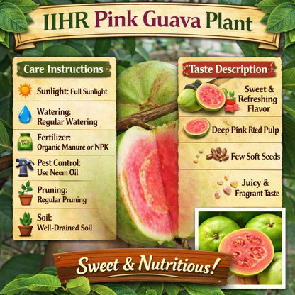 IIHR Pink Guava Air Layered Healthy Fruit Plant