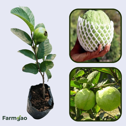 IIHR White Guava Air Layered Healthy Fruit Plant