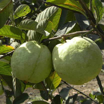 IIHR White Guava Air Layered Healthy Fruit Plant