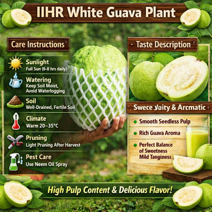 IIHR White Guava Air Layered Healthy Fruit Plant