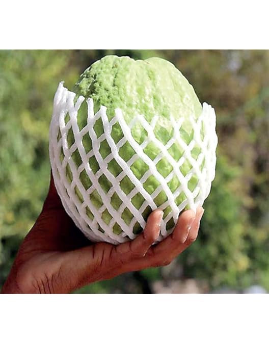 IIHR White Guava Air Layered Healthy Fruit Plant