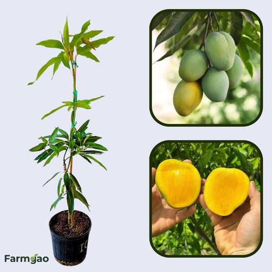 Ice Cream Mango Aam Grafted Healthy Fruit Plant