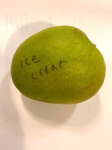 Ice Cream Mango Aam Grafted Healthy Fruit Plant