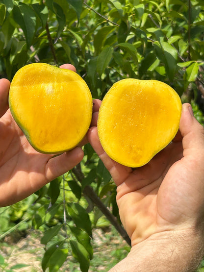 Ice Cream Mango Aam Grafted Healthy Fruit Plant
