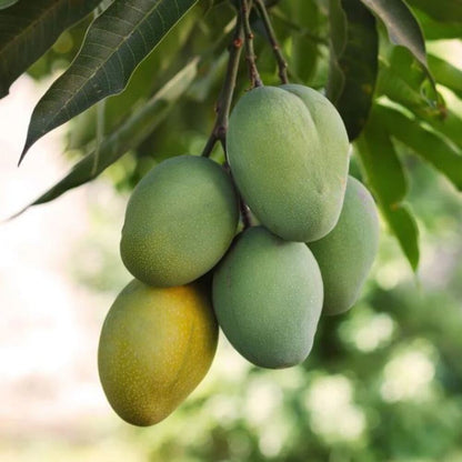 Ice Cream Mango Aam Grafted Healthy Fruit Plant