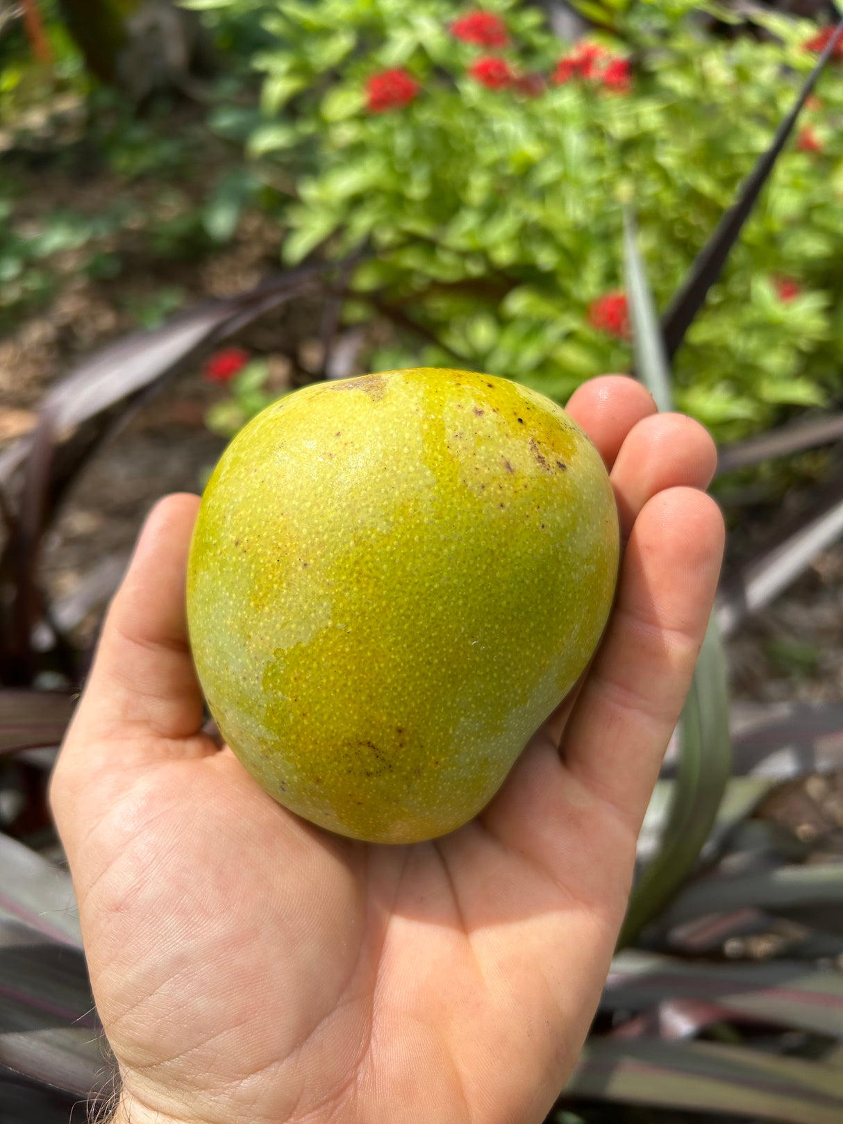 Ice Cream Mango Aam Grafted Healthy Fruit Plant
