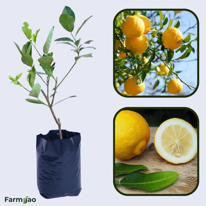 Ichang Lemon Plant Live Nimbu Tree Kagzi Lemon Citrus Limon Fruit Plant