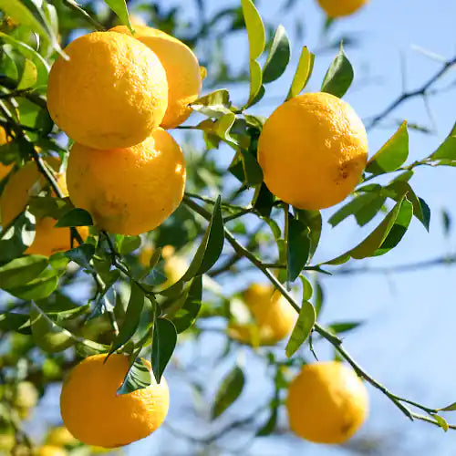 Ichang Lemon Plant Live Nimbu Tree Kagzi Lemon Citrus Limon Fruit Plant