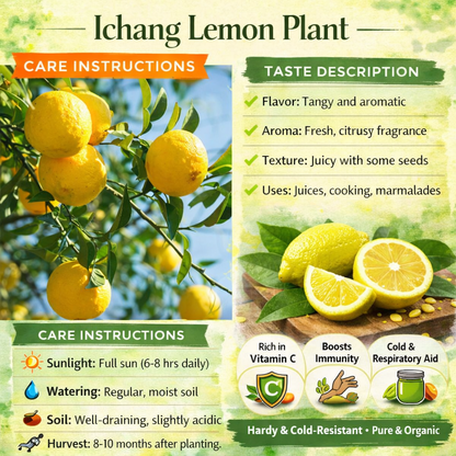 Ichang Lemon Plant Live Nimbu Tree Kagzi Lemon Citrus Limon Fruit Plant