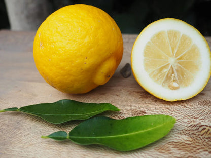 Ichang Lemon Plant Live Nimbu Tree Kagzi Lemon Citrus Limon Fruit Plant