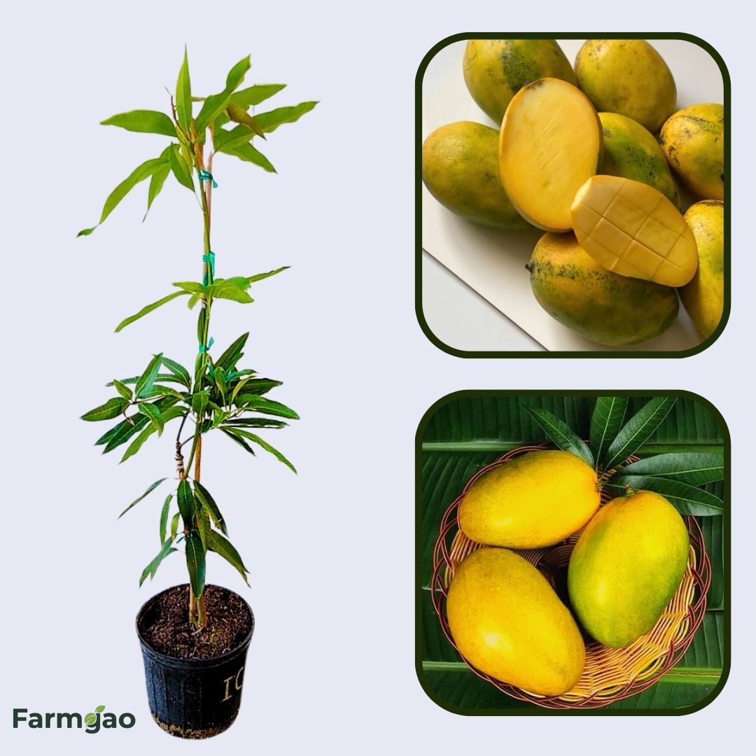 Imam Pasand Mango Aam Grafted Healthy Fruit Plant