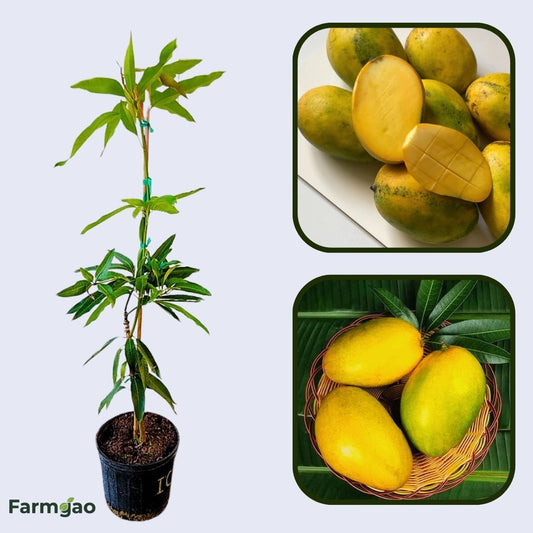 Imam Pasand Mango Aam Grafted Healthy Fruit Plant