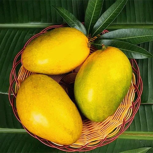 Imam Pasand Mango Aam Grafted Healthy Fruit Plant