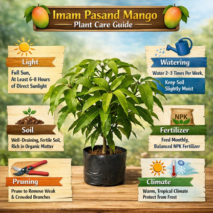 Imam Pasand Mango Aam Grafted Healthy Fruit Plant