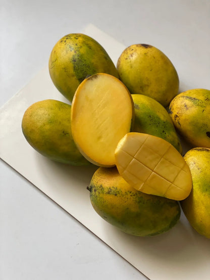 Imam Pasand Mango Aam Grafted Healthy Fruit Plant