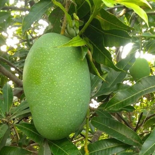 Imam Pasand Mango Aam Grafted Healthy Fruit Plant
