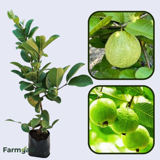 Imperial Guava Air Layered Healthy Fruit Plant