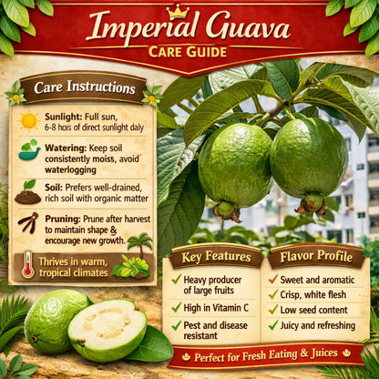 Imperial Guava Air Layered Healthy Fruit Plant