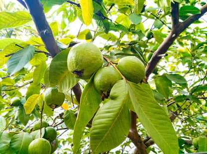 Imperial Guava Air Layered Healthy Fruit Plant