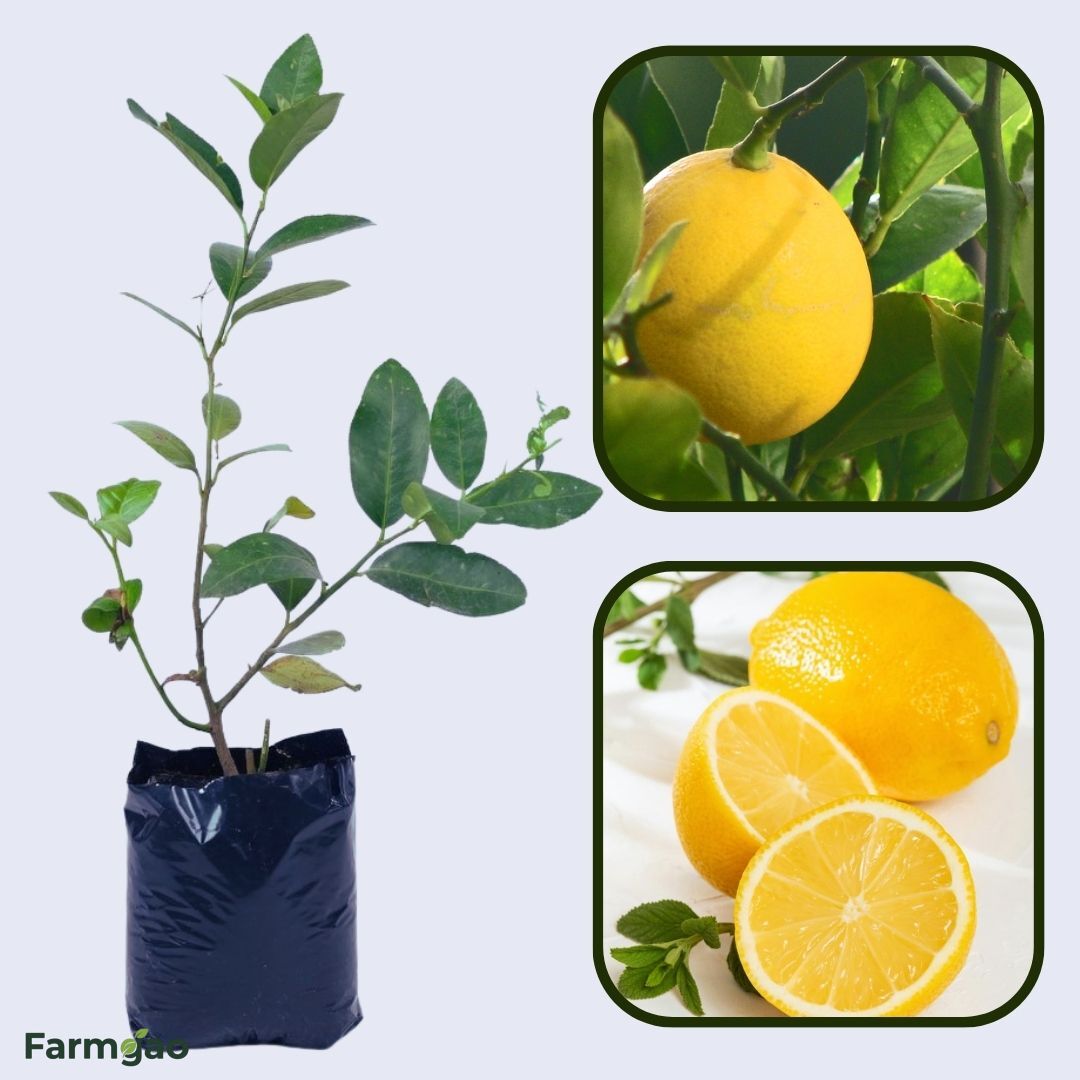 Improved Meyer Lemon Plant Live Nimbu Tree Kagzi Lemon Citrus Limon Fruit Plant