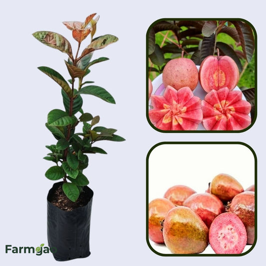 Inca Red Guava Air Layered Healthy Fruit Plant