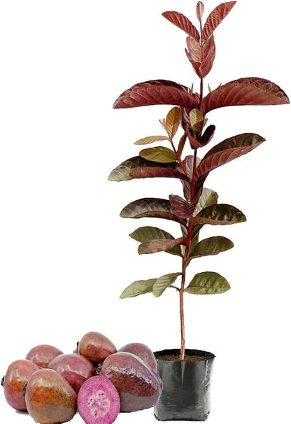 Inca Red Guava Air Layered Healthy Fruit Plant