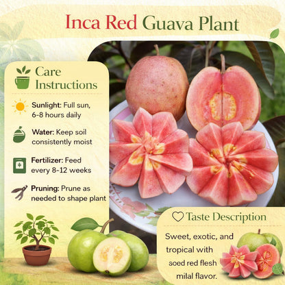 Inca Red Guava Air Layered Healthy Fruit Plant