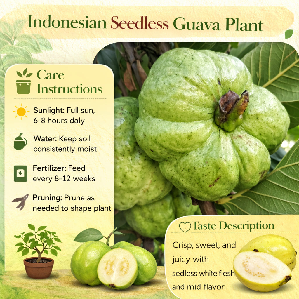 Indonesian Seedless Guava Air Layered Healthy Fruit Plant
