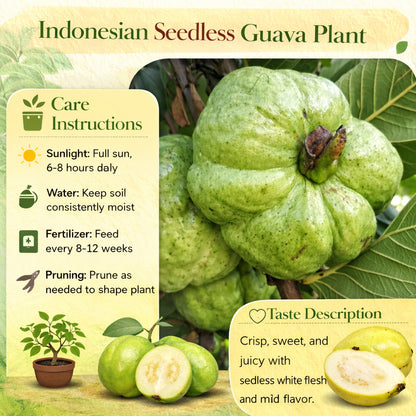 Indonesian Seedless Guava Air Layered Healthy Fruit Plant